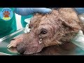 Incredible Before &amp; After Photos Of A Traumatized Rescue Dog