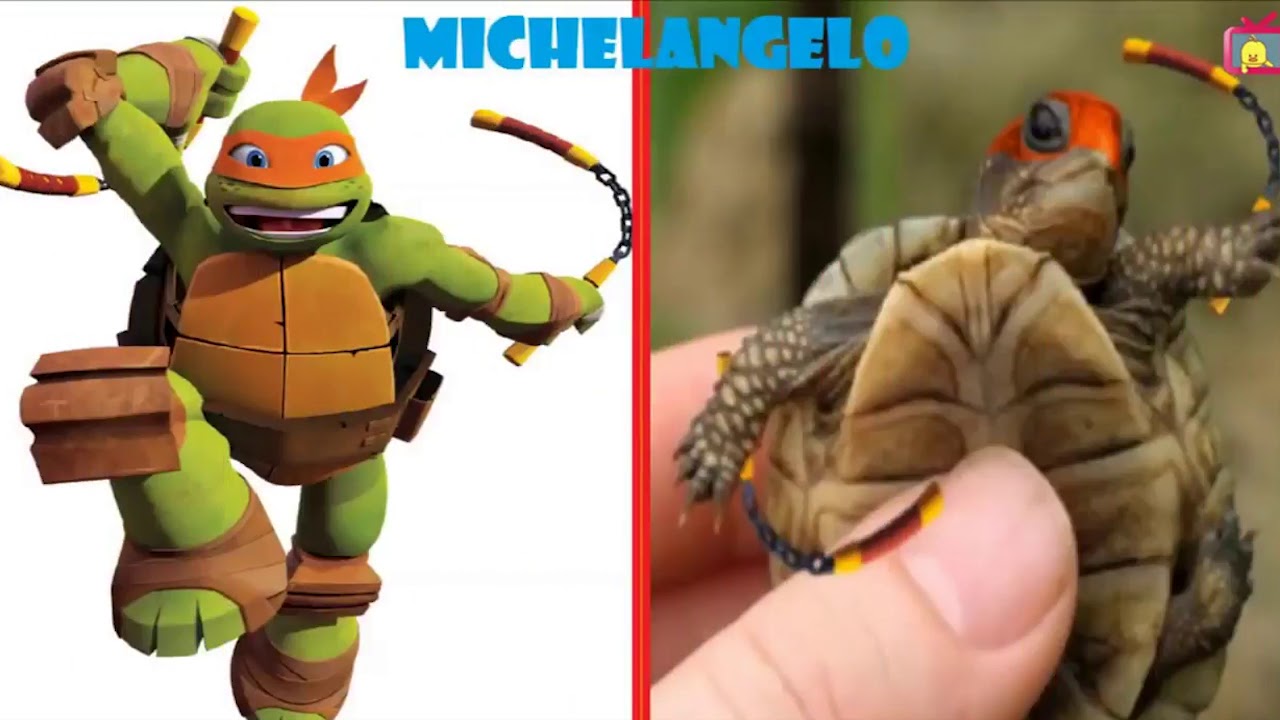 Cười đau bụng với nhân vật hoạt hình Ninja rùa ngoài đời thực - YouTube