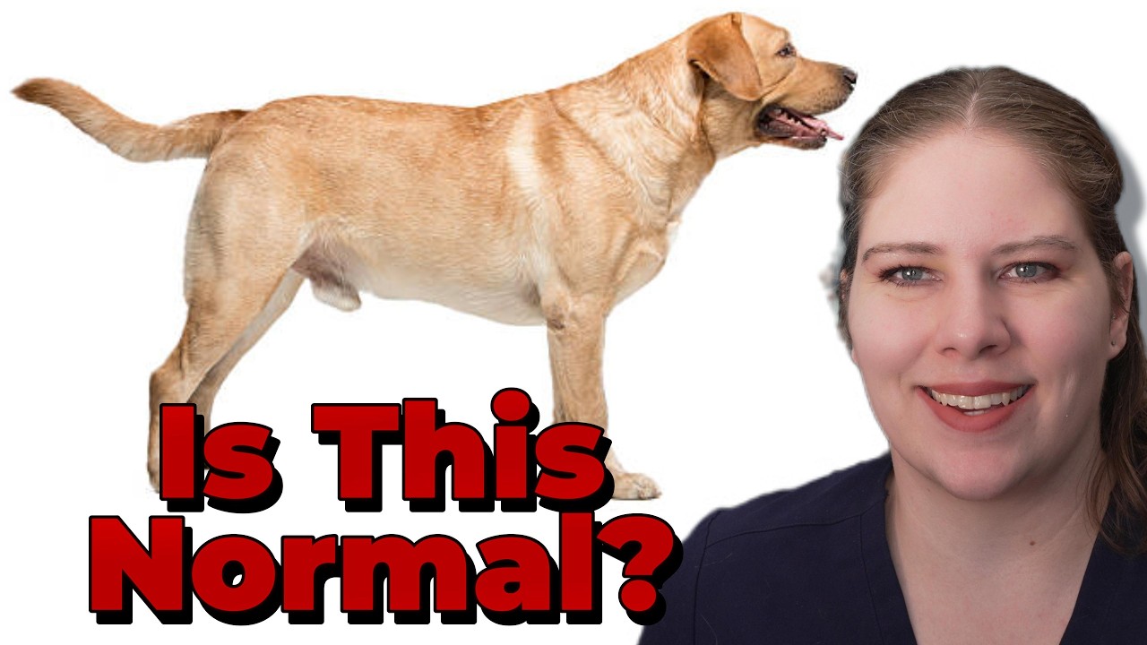 Paraphimosis in Pets: When It Becomes an Emergency