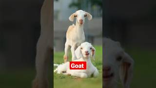 Goat 4k images video status 🐐 || #goat #viral #shorts_video #viral #youtube @animal01lover