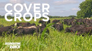 We Need These Cover Crops to Grow  Regenerating The Ranch Ep 7  Regenerative Grazing