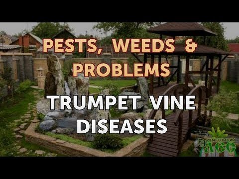 וִידֵאוֹ: Insects On Trumpet Vine - Information On Trumpet Vine Pest Care