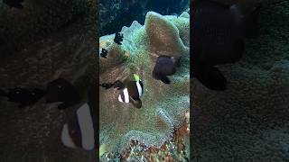 💙 Always Nice To See Anemone With Clown Fish on a Dive 💙 #scubadiving #anemone #nemo #bali