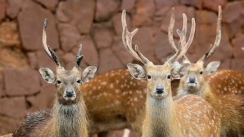Deer behavior and habitats