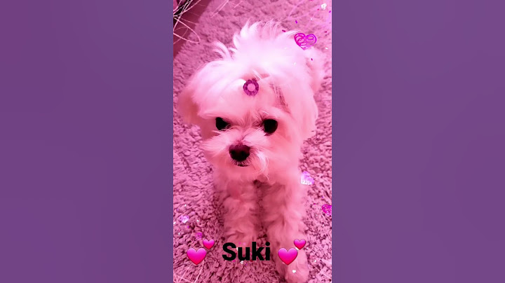 Para quem estava com saudade da Suki...🥰