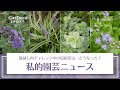【去年夏越しに失敗…】私的園芸ニュース（2025年9月15日撮影）【再チャレンジ中】