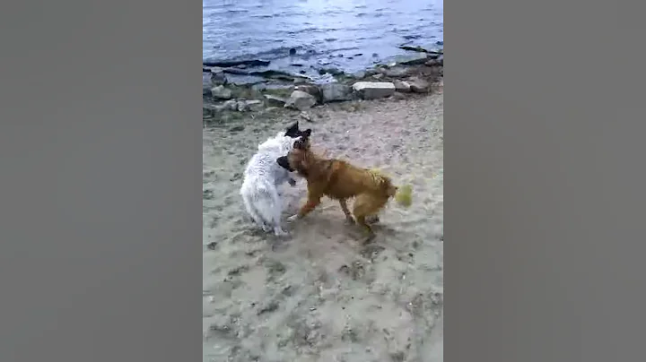 Tillie playing at Lake Champlain