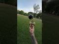 Perfect Juggles Kendama Juggling Skills