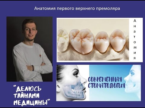 Video: Premolarna Anatomija, Funkcija I Funkcija - Karte Tijela