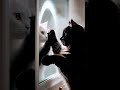 The Enchanted Whisper of the Foggy Mirror Black  Cat Awakens Its White Dream with a Starlit Kiss 🖤🤍✨