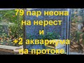 79 пар неона на нерест и +2 аквариума на протоке.