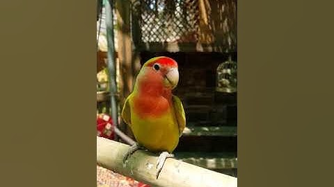 (V#29)cute birds...