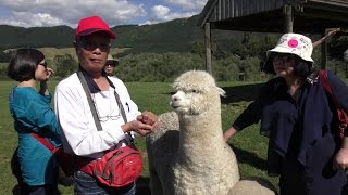 (4K)愛哥頓牧場-紐西蘭羅托魯阿.羊駝 Alpaca.Agrodome Farm-Rotorua 4K Ultra HD