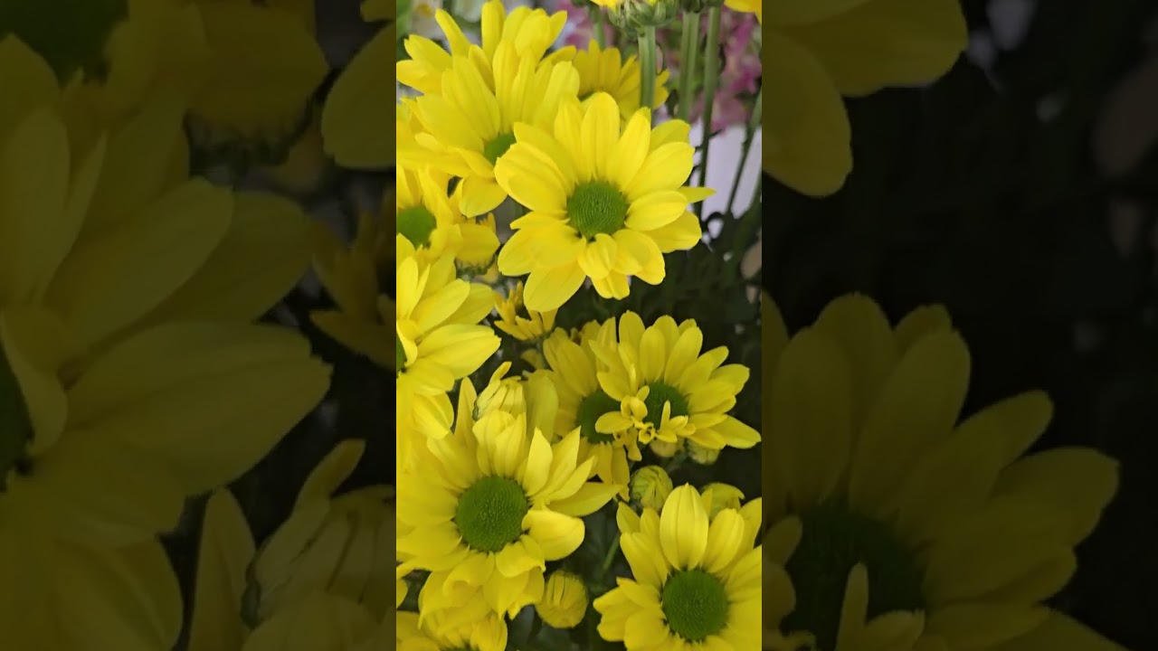 #flowers #bouquetmasterfloweshopph #floristic #tulip #love #garden #nature #plants #rose #gardening