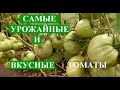 Очень УРОЖАЙНЫЕ и ВКУСНЫЕ томаты этого сезона, которые точно буду выращивать на следующий год