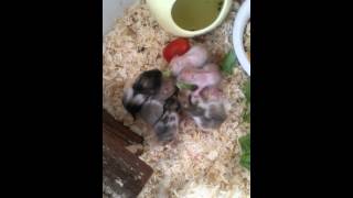 Hamster BABY HAMSTERS by CuteHusky89 131 views 9 years ago 2 minutes, 49 seconds
