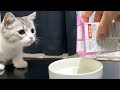 すごい音で初めてのミルクをがぶ飲みする子猫がこちら…！笑