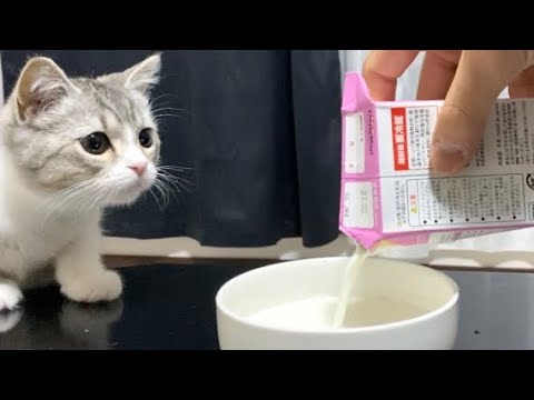 すごい音で初めてのミルクをがぶ飲みする子猫がこちら…！笑