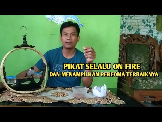 PERAWATAN PIKAT KUTILANG AGAR GACOR, ON FIRE DAN MENAMPILKAN PERFOMA TERBAIKNYA class=