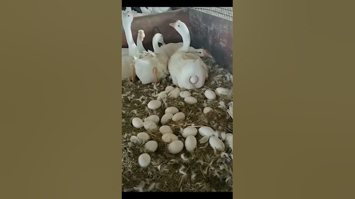 وزه تبيض 😍 ادعمني باشتراك واعجاب ماتخسر شي