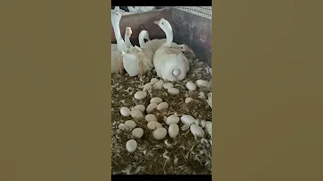 وزه تبيض ادعمني باشتراك واعجاب ماتخسر شي 