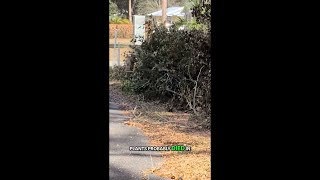 Volusia County residents urged to dispose of yard debris safely amid burn ban