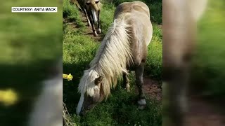 Rewards offered for animals recently killed in NC