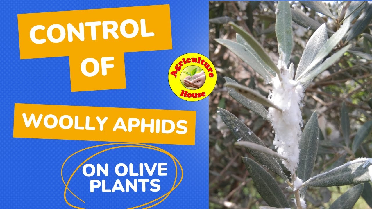 Control of woolly aphids on Olive plants... Update of previous video