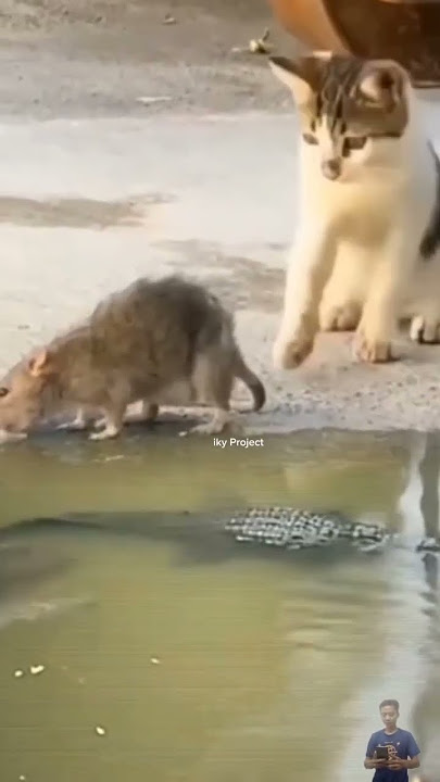 KUCING DAN TIKUS MAU BERANTEM MEREKA GA TAU KALO DI BAWAH ADA BUAYA BESAR #animals #wildlife
