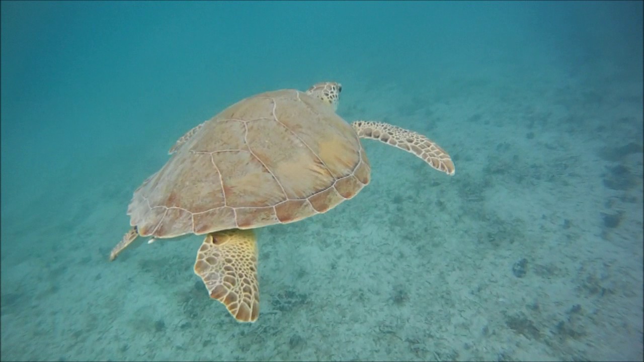 Snorkeling With Sea Turtles Maho Bay St John Usvi