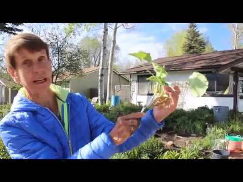 Video: Geranium Nplooj tig daj: Vim li cas Geraniums muaj nplooj daj