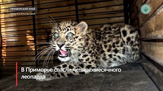 В Приморье спасли четырехмесячного леопарда