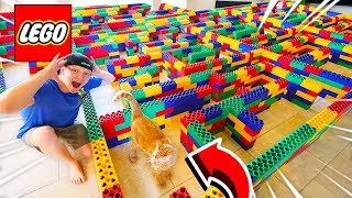 WORLD'S BIGGEST Maze for Cats! Can the Kitten ESCAPE? screenshot 5