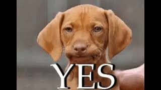 Funny Dog YES | GIF Media