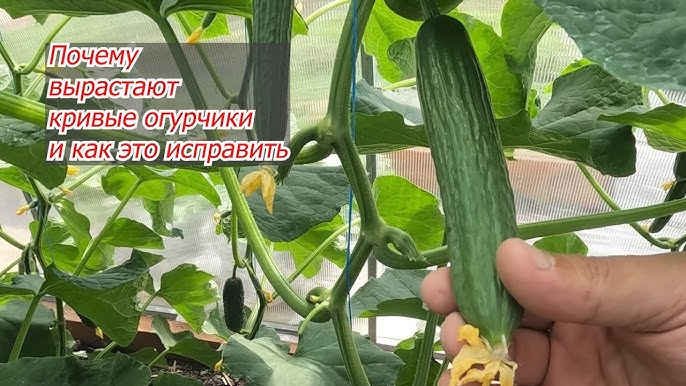 Почему огурцы кривые: рассказываем все причины