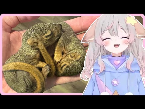 Anny reacts to "How to Rescue Baby Squirrels" by The Urban Rescue Ranch