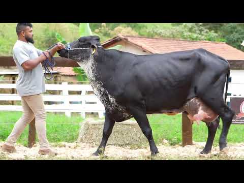 Lote 20 • Leilão Girolando Agropecuária São Pedro • 6016CC