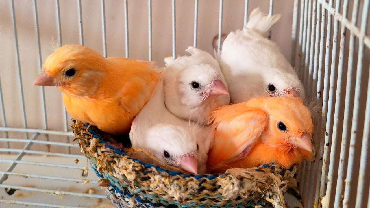 كيف تعلم فراخ الكناري في عمر21 يوم تعلم أكل لوحدها🦜🕊️(طريقة تعليمها أكل حبوب البراقة وفطمها سريعا)🐣🐥