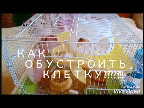 Как обустроить клетку хомяка Как обустроить клетку хомяка