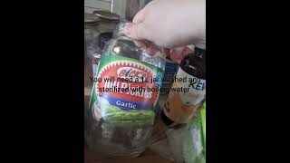 scoby experiment June 11 2023