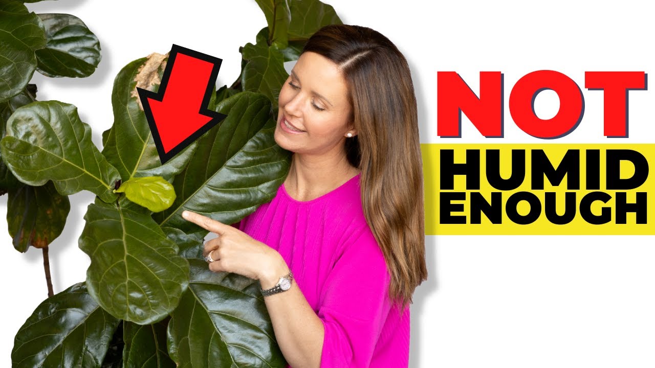 The ULTIMATE Fiddle Leaf Fig Humidity Guide YouTube