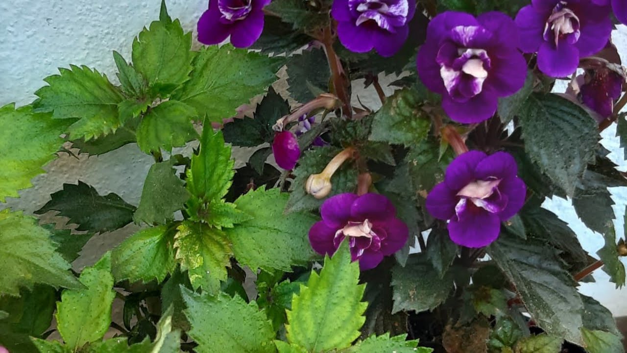 Achimenes çiçeği kelle kesimi nasıl yapılır. kağıt çiçeği. KALESİNİ KESİYORUM ÇOK DALLI ÇİÇEK OLUYOR