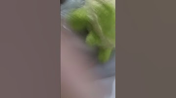 running away for the (SIKC) SFX #1