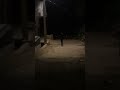 The Serbian Dancing Lady in our colony #shorts #viral #serbian | Eshi's Cubing World