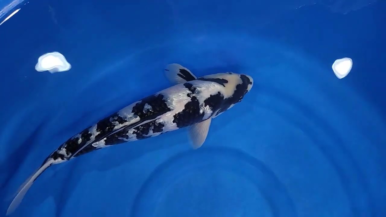錦鯉 銀鱗白写り 面迫産 30センチ位かと思います。金魚 メダカ 水槽 水草 ビオトープ 池 面迫養鯉場 銀鱗白写り - YouTube