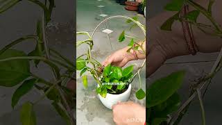 DIY POTHOS DECORATION IDEA 🌿 #viral #shorts #youtubeshorts #garden #plants #diy #home #decor #fyp
