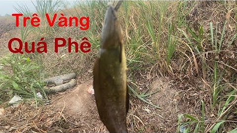 Câu Cá Rô Đồng : Điểm Câu Mới Bình Hoà Nam Đức Huệ Long An