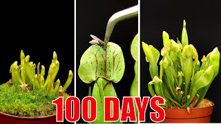 Carnivorous plants - Time lapse - 100 days #greentimelapse #gtl #timelapse