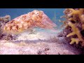 Rudé moře – nahlédněte do fascinujícího světa ryb