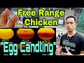 EGG CANDLING PAANO? | EGG CANDLER | FREE RANGE CHICKEN | BUHAY PROBINSYA